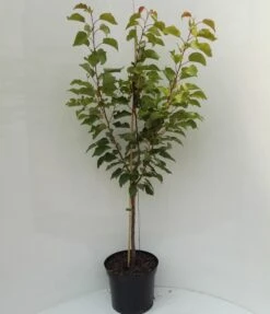 Kompakt Wachsende Aprikose `CompactaⓇ´ Prunus Armeniaca `Compacta´ 10 Kompakt Wachsende Aprikose `CompactaⓇ´ Prunus Armeniaca `Compacta´ -GartenZauber Verkäufe compacta