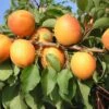 Kompakt Wachsende Aprikose `CompactaⓇ´ Prunus Armeniaca `Compacta´ -GartenZauber Verkäufe compacta1