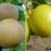 Duo-Nashibaum, Nijiseiki & Kosui Pyrus Pyrifolia