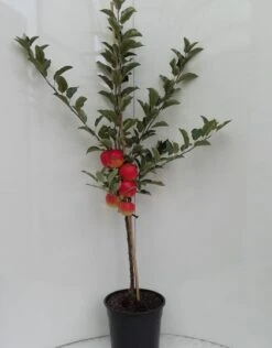 Elstar ® Malus Domestica 11 Elstar ® Malus Domestica -GartenZauber Verkäufe elstar bscuhbaum