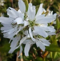 Ausgewählte Produkte -GartenZauber Verkäufe felsenbirne ballerina 1
