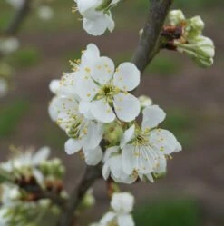 Hanita ® Prunus Domestica `Hanita -GartenZauber Verkäufe hanita bl te