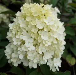 Rispenhortensie `Bobo®´ Hydrangea Paniculata `Bobo´ 7 Rispenhortensie `Bobo®´ Hydrangea Paniculata `Bobo´ -GartenZauber Verkäufe hortensie bobo1
