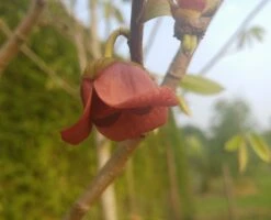 Veredelte Indianerbanane `Allegheny´® Peterson Pawpaws® Asimina Triloba `Allegheny´ -GartenZauber Verkäufe indianaerbanane bl tefn0zwKy38WN32