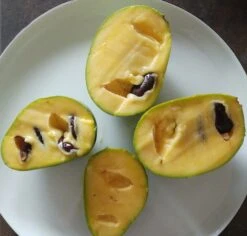 Veredelte Indianerbanane (Paw Paw) `Prima 1216´ Asimina Triloba `Prima 1216´ -GartenZauber Verkäufe indianerbanane frucht aufgeschnitten