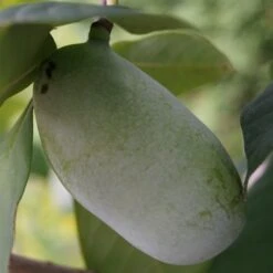Veredelte Indianerbanane (Paw Paw) `Prima 1216´ (40-60cm) Asimina Triloba `Prima 1216´ -GartenZauber Verkäufe indianerbanane43 1