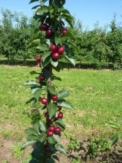 Säulensauerkirsche `Jachim´ Prunus Cerasus `Jachim´