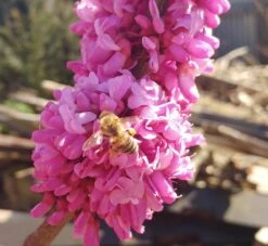 Judasbaum Cercis Siliquastrum -GartenZauber Verkäufe judasbaum mit biene 3UmROOMoGkmKP3
