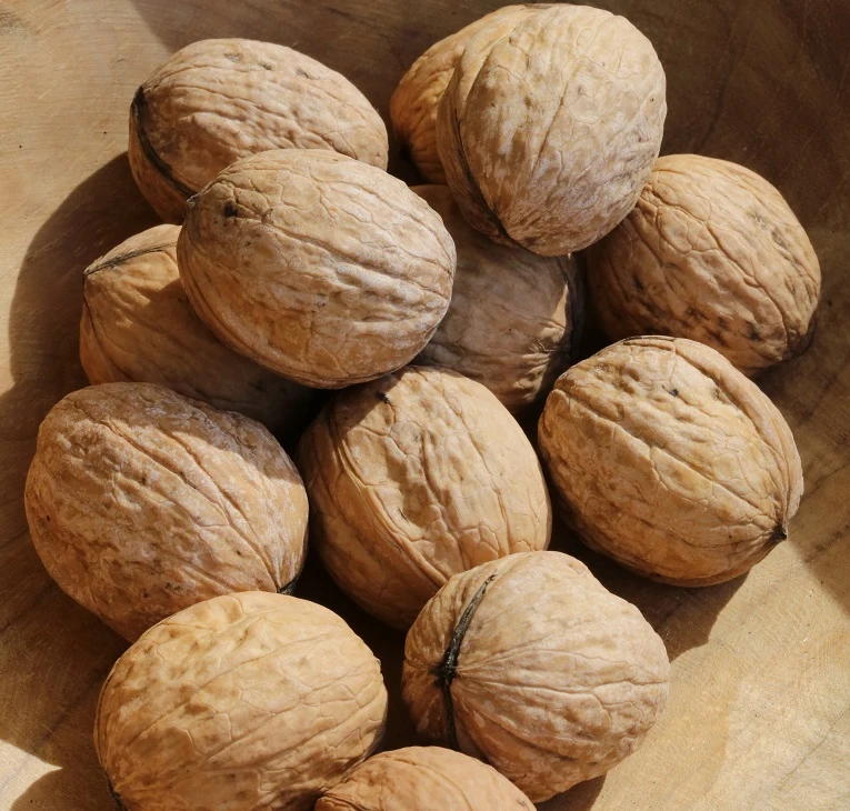 Zwerg-Walnuss Juglans Regia Var. Fertilis 4 Zwerg-Walnuss Juglans Regia Var. Fertilis – Bild 2