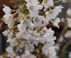Zwerg-Zierkirsche `Kojou-no-mai´ Prunus Incisa `Kojou-no-mai´ 8 Zwerg-Zierkirsche `Kojou-no-mai´ Prunus Incisa `Kojou-no-mai´ -GartenZauber Verkäufe kojou no mai2