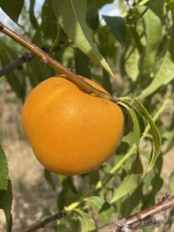 Honig-Nektarine `Bellarina´ Prunus Nucipersica `Bellarina´ -GartenZauber Verkäufe nektarine bellarina frucht