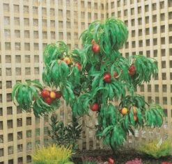 Zwergnektarine `Rubis® Necta ZeeⓈ´ Prunus Nucipersica -GartenZauber Verkäufe nektarine necta zee rubis baum