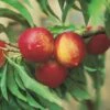 Zwergnektarine `Rubis® Necta ZeeⓈ´ Prunus Nucipersica -GartenZauber Verkäufe nektarine necta zee rubis fruechte