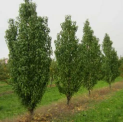 Säulen-Pfirsich `Ellora´ Prunus Persica `Ellora´ 8 Säulen-Pfirsich `Ellora´ Prunus Persica `Ellora´ -GartenZauber Verkäufe pfirsich ellora baeume