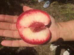 Säulen-Pfirsich `Ellora´ Prunus Persica `Ellora´ 9 Säulen-Pfirsich `Ellora´ Prunus Persica `Ellora´ -GartenZauber Verkäufe pfirsich ellora frucht1