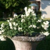 Zwerg-Gartenjasmin `Little White Love´ Philadelphus Coronarius 1 Zwerg-Gartenjasmin `Little White Love´ Philadelphus Coronarius -GartenZauber Verkäufe philadelphus little white love 3