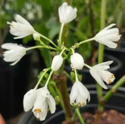 Rispen-Pimpernuss Staphylea Pinnata 9 Rispen-Pimpernuss Staphylea Pinnata -GartenZauber Verkäufe pimpernuss2