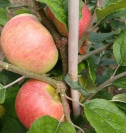 Prinz Albrecht Von Preußen Malus Domestica -GartenZauber Verkäufe prinz albrecht 1