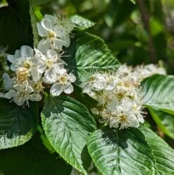Erlenblättrige Eberesche `Red Bird´ Sorbus Alnifolia `Red Bird´ 8 Erlenblättrige Eberesche `Red Bird´ Sorbus Alnifolia `Red Bird´ -GartenZauber Verkäufe red bird 2