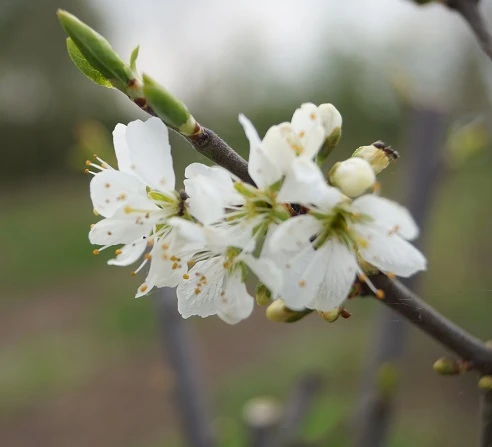 Großfrüchtige Schlehe "Reto" Prunus Spinosa `Reto´ 4 Großfrüchtige Schlehe "Reto" Prunus Spinosa `Reto´ – Bild 2
