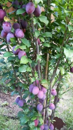 Rote Säulen-Mirabelle `Ruby´ Wurzelnackt Prunus Domestica Subsp. Syriaca `Ruby´ -GartenZauber Verkäufe ruby2a0Cx9InYDY0Pl