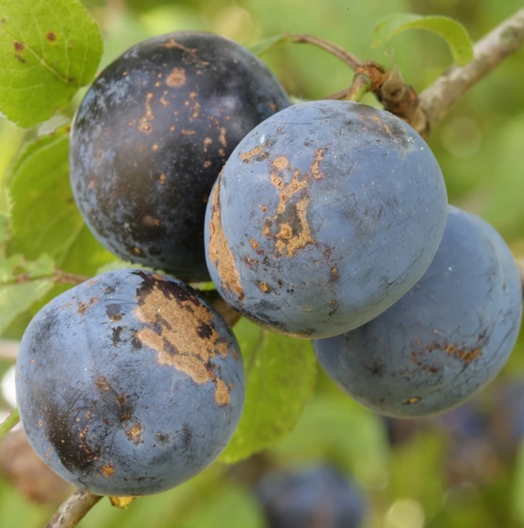 Haferschlehe Halbstamm Wurzelnackt Prunus Domestica Susp. Insititia 3 Haferschlehe Halbstamm Wurzelnackt Prunus Domestica Susp. Insititia