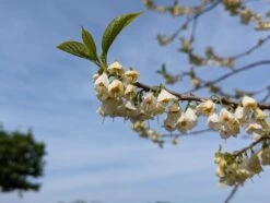 Schneeglöckchenbaum Halesia Carolina -GartenZauber Verkäufe schneegl ckchenbaum2