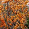 Sanddorn-Set - Kompakte Sorten (männlich&weiblich) Hippophae Rhamnoides -GartenZauber Verkäufe titty