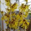 Zaubernuss `Arnold Promise´ Hamamelis X Intermedia `Arnold Promise´ -GartenZauber Verkäufe zaubernuss arnold promise