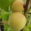 Honigpfirsich `Honeysun®´ Prunus Persica `Honeysun´ -GartenZauber Verkäufe zierpfirsich fruchtXZbYapVdmRotk