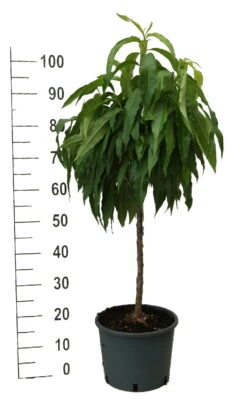 Zwergpfirsich `Bonanza´ Prunus Persica 9 Zwergpfirsich `Bonanza´ Prunus Persica -GartenZauber Verkäufe zwergpfirsich weiss