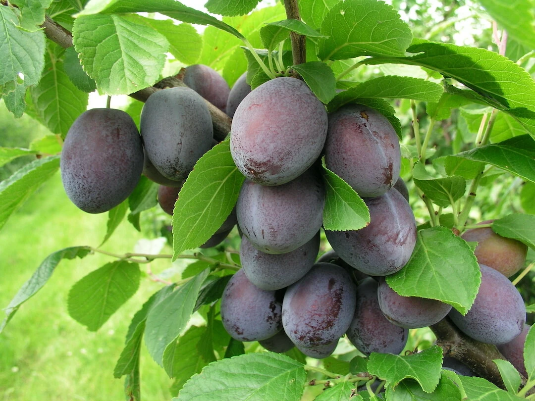 Katinka Ⓢ Prunus Domestica `Katinka´ 4 Katinka Ⓢ Prunus Domestica `Katinka´ – Bild 2